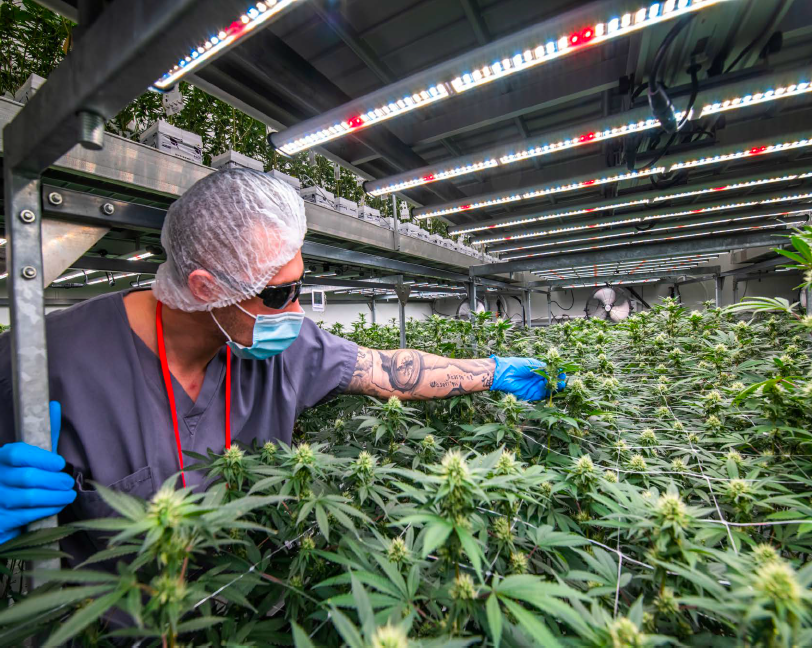 Avant cultivation technician inspecting plants under LED lighting