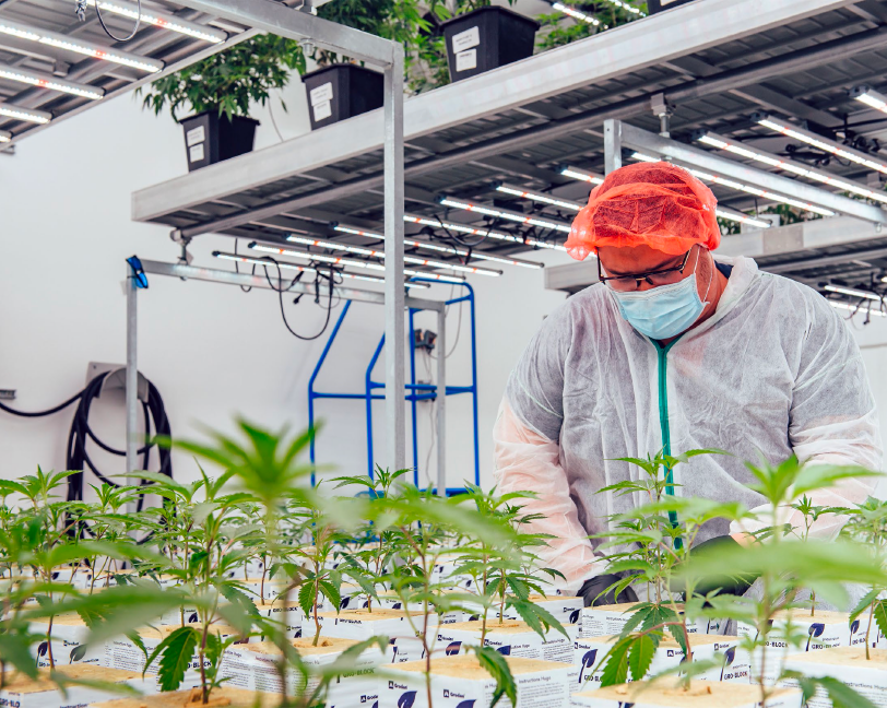 Avant technician inspecting young cannabis plants in a cultivation room